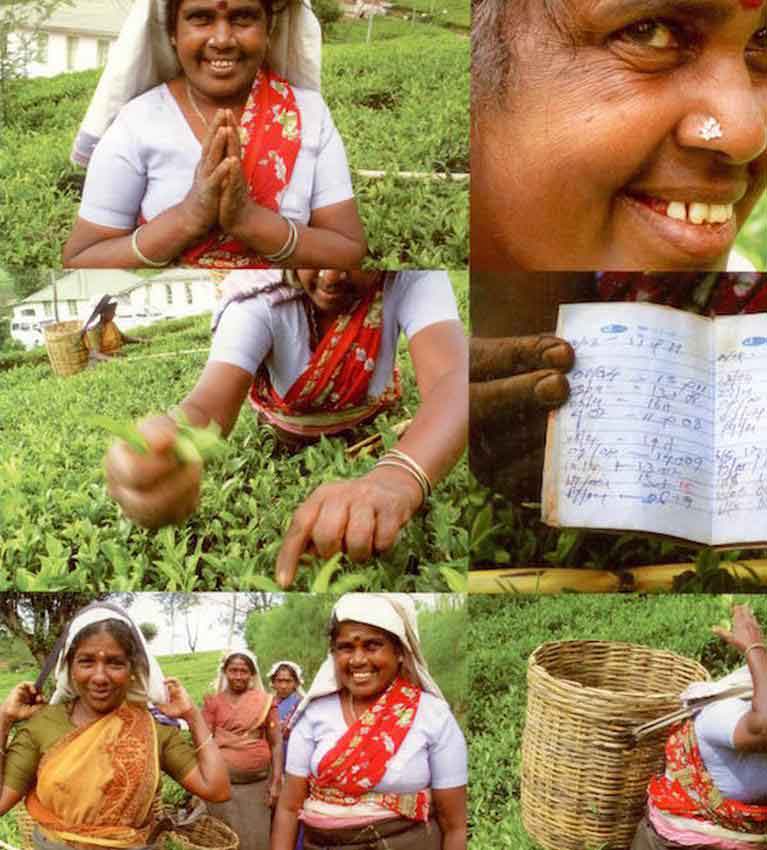 Чайная история Шри-Ланки